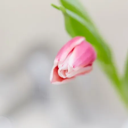 Angermeier Apartament *